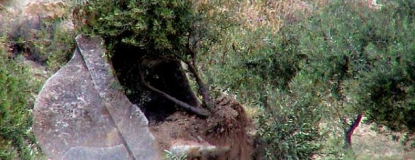 الاحتلال يجرف طريقا زراعية شرق سلفيت