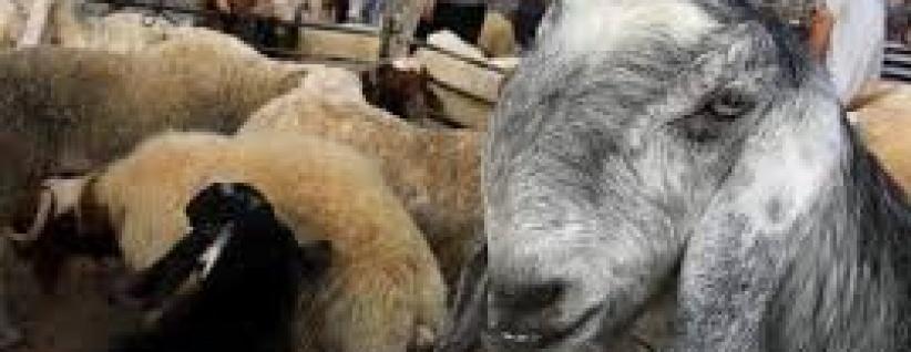 المفتي العام يؤكد جواز التضحية بالأنعام المسمنة