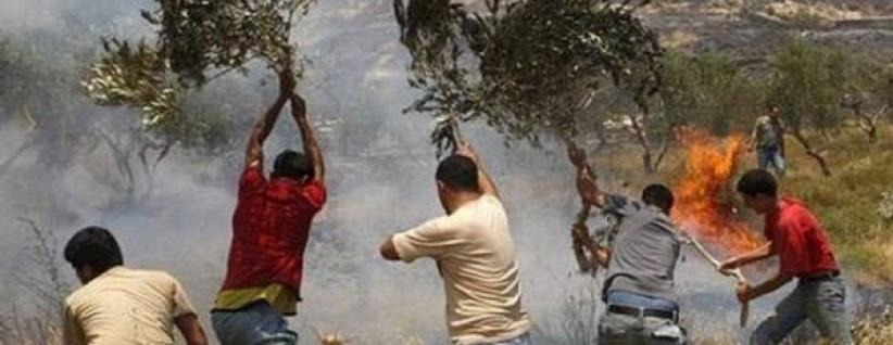 اصابات واحراق اشجار زيتون في سلفيت ورام الله