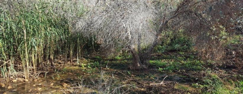 إعدام عشرات أشجار الزيتون بمياه المستوطنات العادمة شرق نابلس