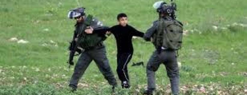 الاحتلال يعتقل طفلا ووالده أثناء قطفهما الزيتون شرق قلقيلية