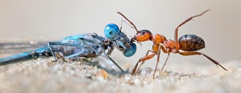 تراجع أعداد الحشرات يهدد الحياة على الأرض