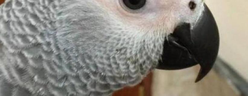 ببغاء ينطق 3 سور قرآنية و350 كلمة مختلفة