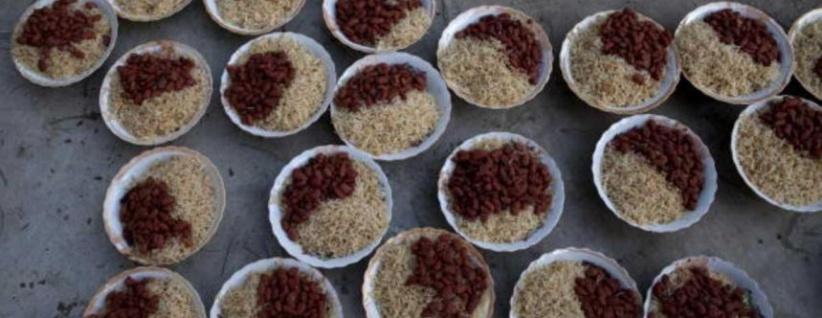 طبق واحد يكشف 