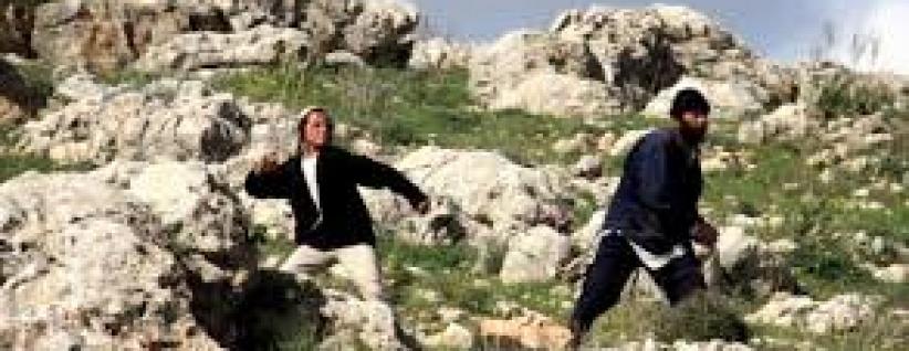 مستوطنون يسرقون ثمار مئات اشجار الزيتون شرق نابلس