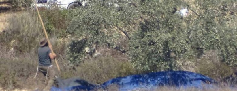 مستوطنون يسرقون ثمار زيتون من أراضي فرعتا وجيت شرق قلقيلية