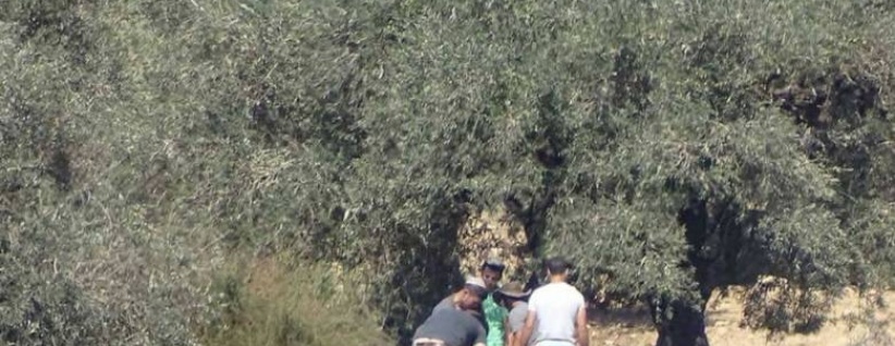 مستوطنون يسرقون ثمار الزيتون في قرى نابلس