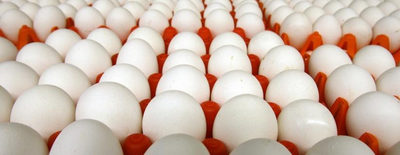 تحذير: لا لتخزين البيض بباب الثلاجة