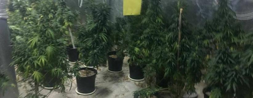 المخابرات العامة والشرطة تضبطان مشتلا للمخدرات داخل متنزه غرب رام الله