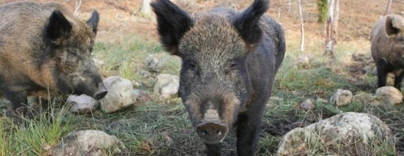 إصابة مواطن هاجمته الخنازير البرية في جنين