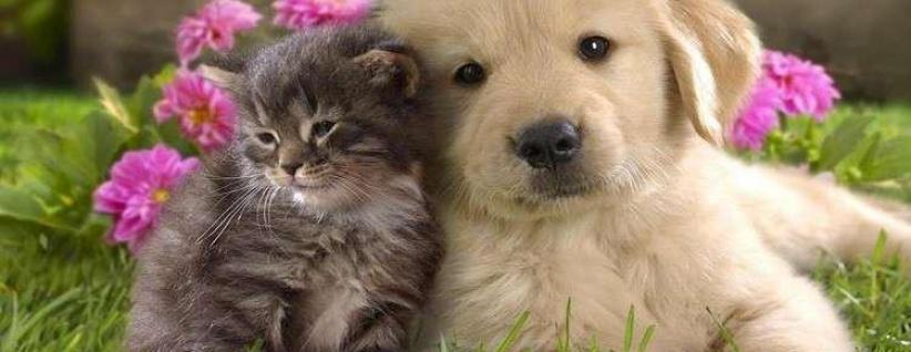 دراسة- الحيوانات الأليفة تقي الأطفال من بعض الأمراض