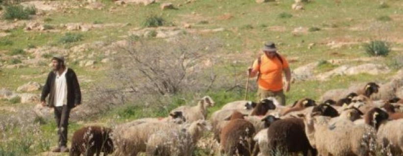 مستعمرون يرعون أغنامهم في أراضي برقا الزراعية شرق رام الله