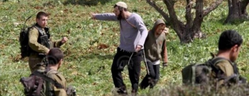 الاحتلال ومستعمروه يهاجمون قاطفي الزيتون في الخضر جنوب بيت لحم