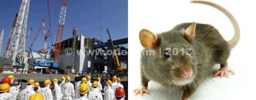 فأر يتسبب في انقطاع الكهرباء عن محطة نووية يابانية