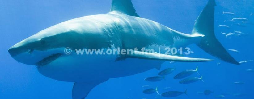 بالفيديو - لحظات مرعبة لزوجين أمام قرش جائع حاول التهامهما