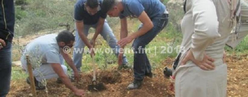 بيت جالا: زراعة اشجار في أرض مهددة بالمصادرة