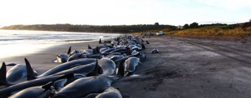 فيروس يقتل أكثر من 1000 دلفين على الساحل الشرقي الاميركي