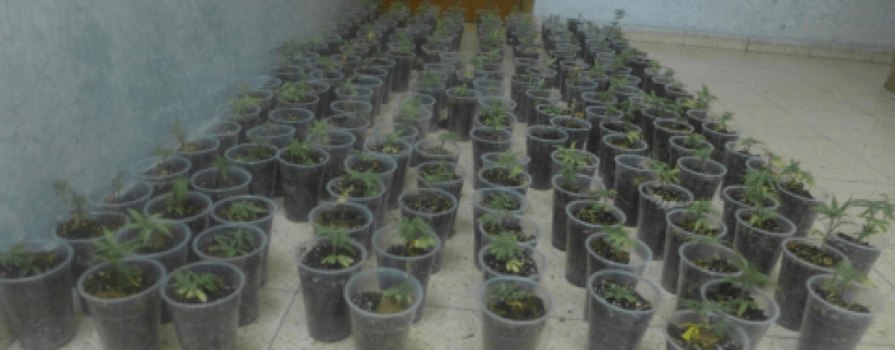 ضبط 183 شتلة ماريجوانا في قلقيلية