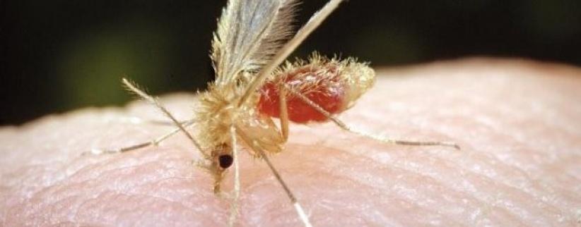 ذبابة الرمل 