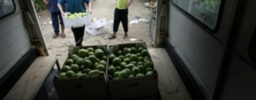 الأردن يفتح أسواقه لاستيعاب فائض انتاج الجوافة الفلسطينية