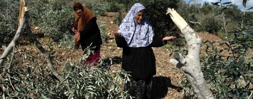 مستوطنون يقتلعون 800 شجرة زيتون شرق الخليل
