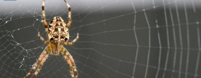 شبكة عنكبوت يمكنها التقاط طائرة أثناء سقوطها