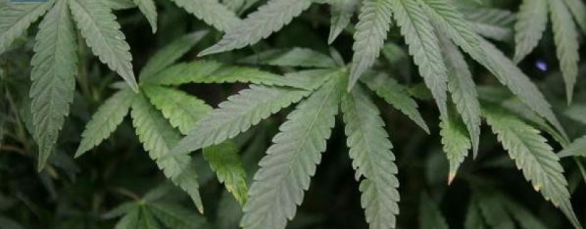 العثور على 700 نبتة قنب بمترو برلين