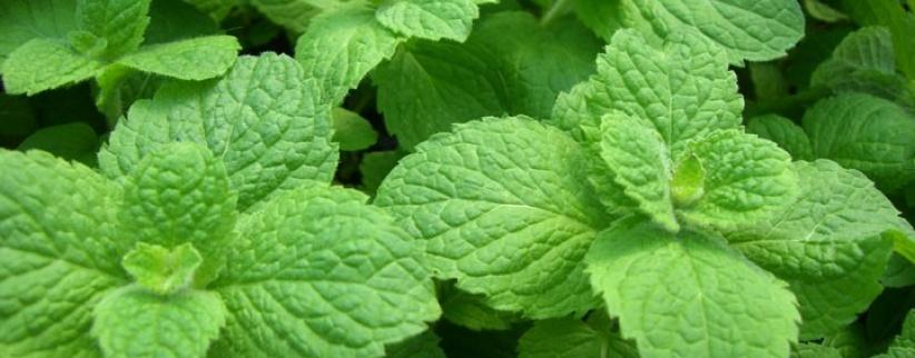 شمة من زيت النعناع يوميًا تريح أعصابك