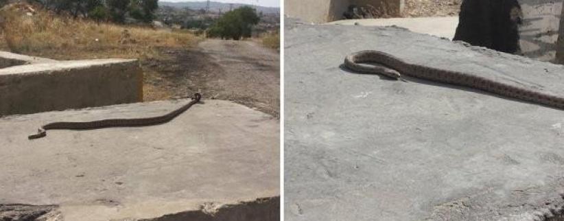 بالأفاعي والمرايا الحارقة يقاوم الفلسطينيون