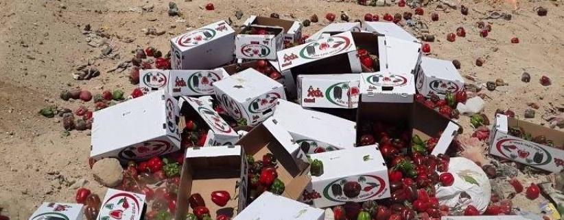 بالصور: اتلاف 714 كغم فلفل حلو مجهول المصدر في أريحا