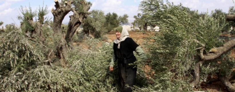 مستوطنون يقطعون 70 شجرة زيتون شمال سلفيت