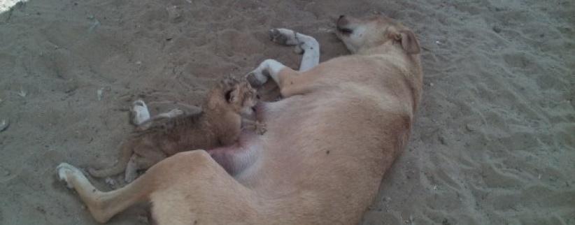 في غزة: كلبة ترضع أسود صغار...حين هجرتهم أمهم دون سبب !!