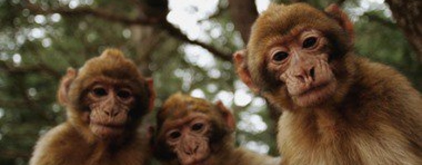 بريطانية تحرر محضرا ضد قردة تحرشوا بها