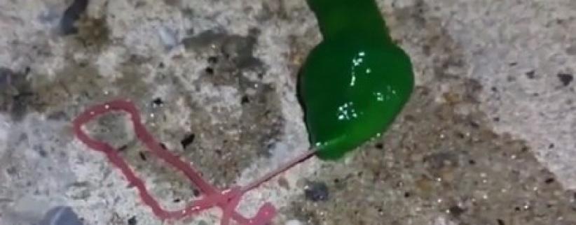 فيديو.. كائن غريب أخضر اللون يرعب سكان تايوان