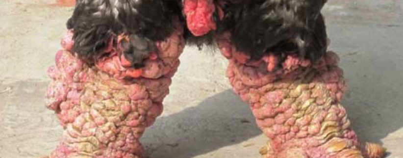 وجبة أقدام دجاج بـ 286 دولار في فيتنام!