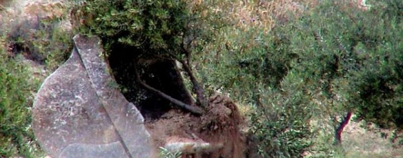 الاحتلال يجرف طريقا زراعية شرق سلفيت