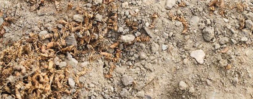 الدنمارك...علماء الآثار يعثرون على 2000 لولب غامض من الذهب