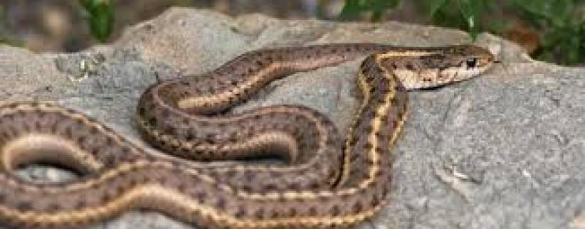 أفعى في الكنيست الإسرائيلي