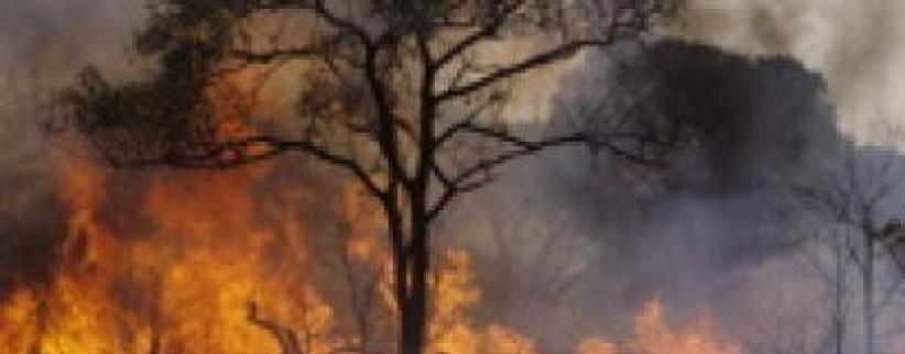 حريق يلتهم أشجارا حرجية في بيت ساحور