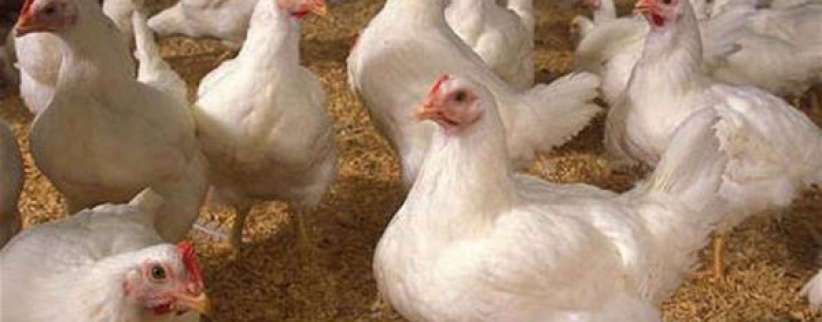 إسرائيل: مليون دجاجة مصابة بفيروس سلامونيا