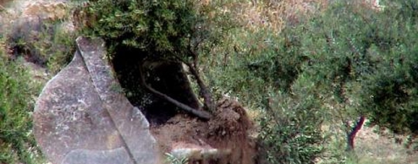 الاحتلال يجرف 20 دونما غرب الخليل و'يعدم' عشرات اشجار الزيتون المعمرة