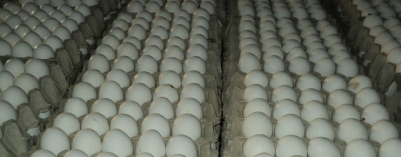 اعتقال شبكة اسرائيلية فلسطينية لتهريب البيض الى اسرائيل