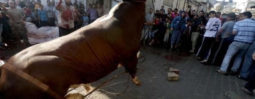 الأضاحي في غزة 2015.. للأغنياء فقط