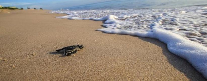 احتجاز شابة أساءت لسلحفاة بحرية