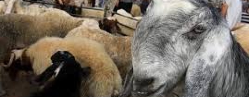 المفتي العام يؤكد جواز التضحية بالأنعام المسمنة