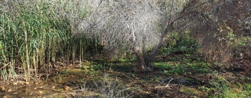 إعدام عشرات أشجار الزيتون بمياه المستوطنات العادمة شرق نابلس