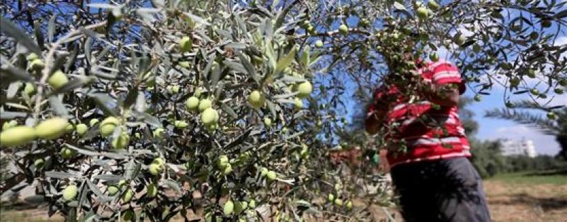 مستوطنون يواصلون سرقة ثمار الزيتون