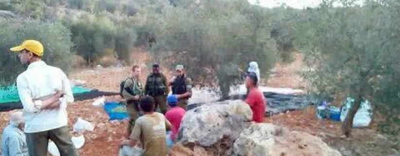 قوات الاحتلال تمنع قطف ثمار الزيتون شرق قلقيلية