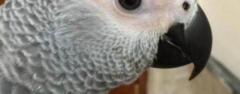 ببغاء ينطق 3 سور قرآنية و350 كلمة مختلفة