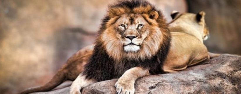 ثلاثة أسود تنقذ فتاة من خاطفيها... إليك الحكاية